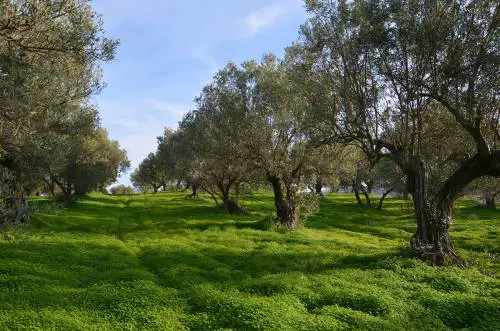 Stagione dell’olio nuovo, alla scoperta di produzioni di nicchia eccellenti