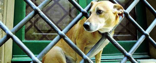 Allarme a Milano: cani uccisi da polpette al veleno
