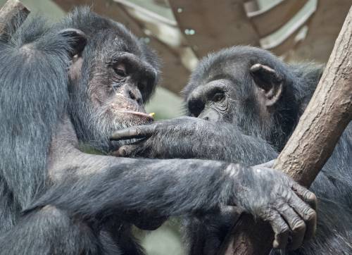 Attimi di vita quotidiana nello zoo