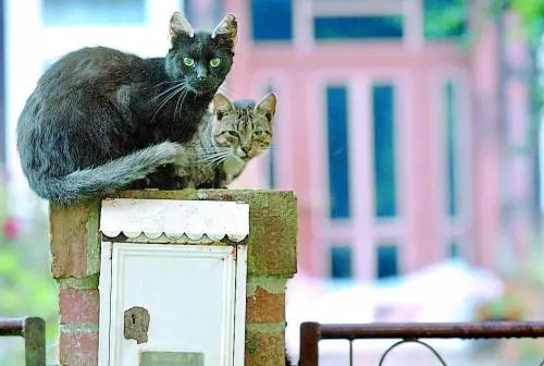 I gatti danno fastidio? Murati vivi