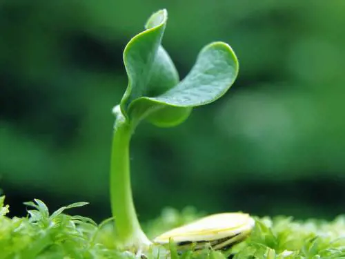 Le piante ci "comprendono" Ora lo dice anche la scienza