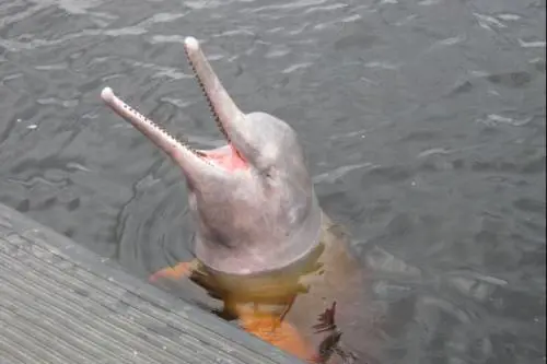 Fra delfini e procioni le "nuove" specie già a rischio estinzione