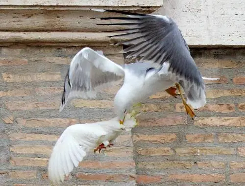 Roma è un set di Hitchcock E i killer sono tutti gabbiani