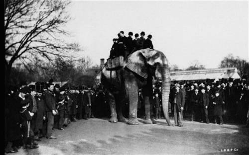 Altro che elefantino felice Dumbo "schiavo" nel circo