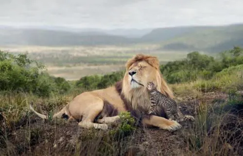 Titolo: Big Cat, Little Cat' it. Autore: George Logan 