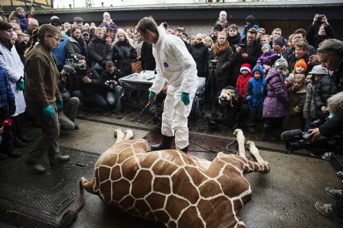 L'ultima attrazione dello zoo? Uccidere una giraffa in pubblico