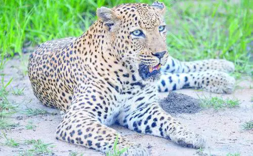 India, uccide leopardo quasi a mani nude