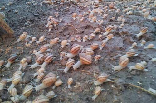 La crisi si può superare. Anche a passo di lumaca