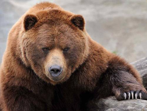 Nelle valli ritornano gli orsi e l'uomo li vuole già abbattere