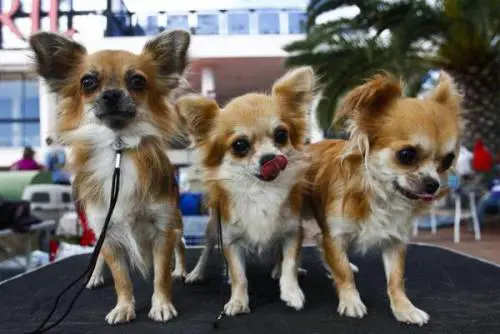 Arizona, villaggio invaso dai chihuahua randagi