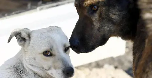Dopo le medaglie la sfida per gli atleti è adottare i cuccioli