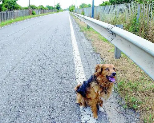 Balzoo, un banco alimentare per gli animali abbandonati