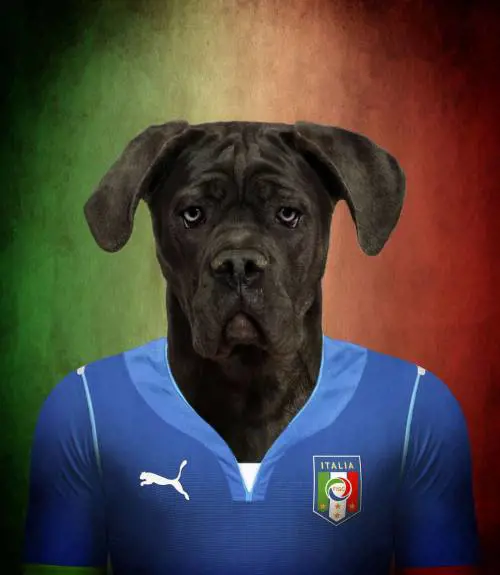 Brasile 2014, delle squadre... da cani