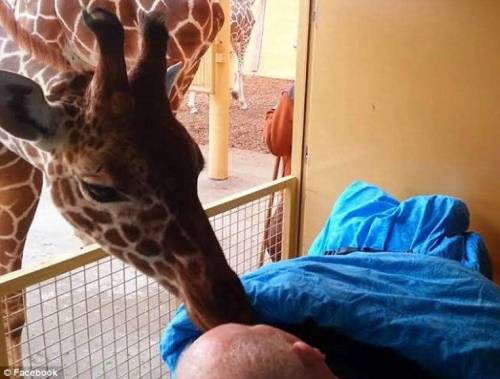 Rotterdam, la giraffa saluta il custode malato con un "bacio"