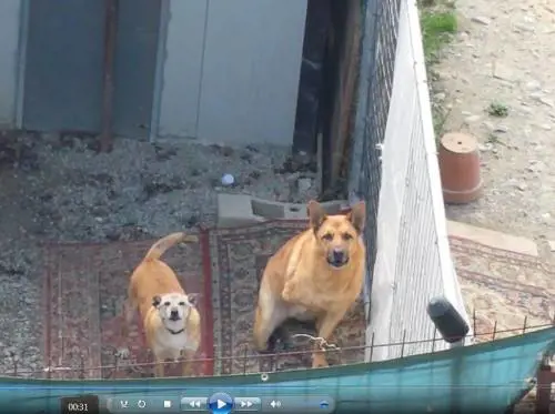 Dream, il cane beffato. Tutta l'Italia è solidale ma lui è di nuovo solo