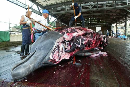 Giappone fa strage di balene, 333 esemplari ammazzati nelle acque dell'Antartico