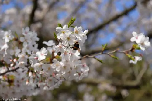 Sakura, ciliegi giapponesi in fiore a Roma
