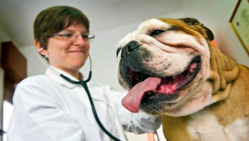 Bisturi, stetoscopio, suspense Ora in E. R. ci sono cani e gatti
