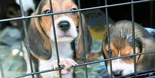 Un tesoro dai privati per il nuovo parco canile