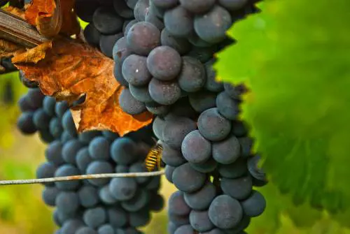 Nebbiolo d'Alto Piemonte: scopriamo Gattinara e Ghemme