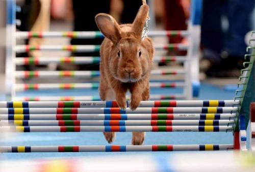 Praga, per la Pasqua l'annuale corsa dei conigli 