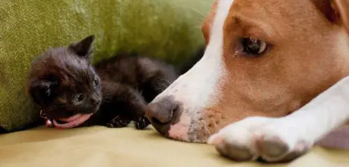 Gli animali non sono cose Ma che bella scoperta...