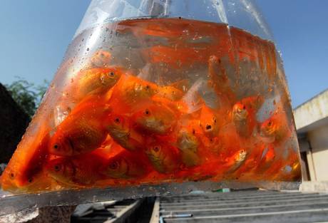 Ingurgita pesce rosso vivo, condannato a pagare mille euro