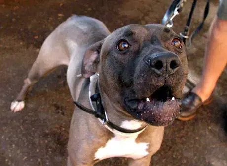 Texas, donna azzanna il pitbull per salvare la figlia