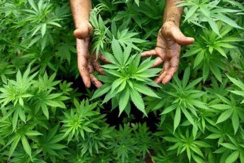 Ecco la cannabis di Stato: a produrla sarà l'Esercito