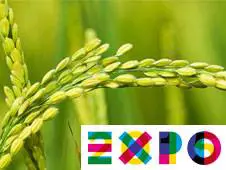 Parata, musica e street food stellato: oggi la festa per Expo Gate