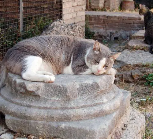 il casoBenvenuti cani e gatti  Potranno farsi la cuccia tra gli scavi di Pompei 250