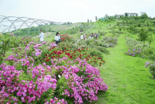 Che magia i giardini a primavera Giro d'Italia nel nome della rosa
