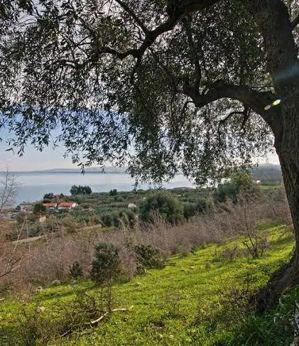 Se adotti un ulivo salvi l'ambiente e ti mandano l'olio