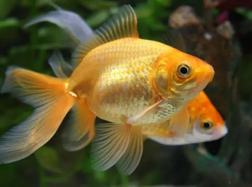 Cani, galline, pesci, rospi Che "sismologi" bestiali