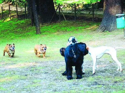 All'Idroscalo la festa dei cani