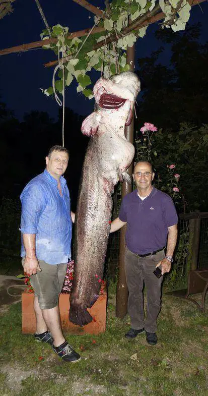 Parco delle Cave: preso un pesce lungo 2,5 metri