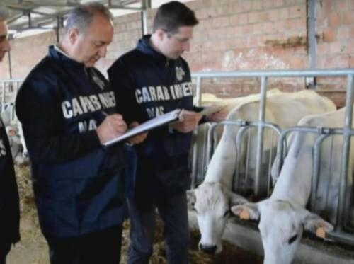 Così la bistecca infetta diventava «carne pregiata»