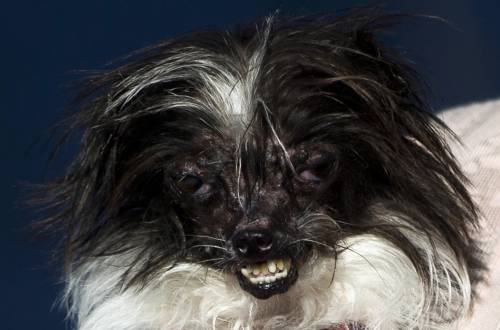 Il cane più brutto al mondo si chiama Peanut e ha due anni