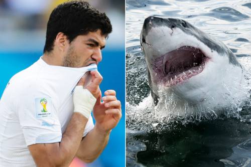 Suarez, lo "squalo"