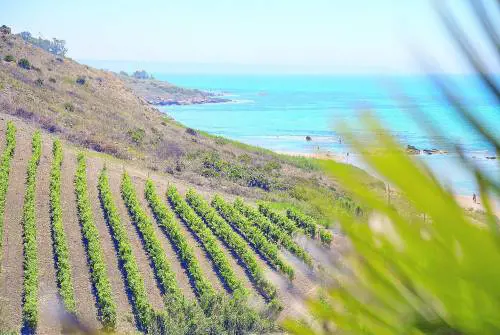 Menfi tra il mare e la vendemmia  antichi sapori e nuove generazioni