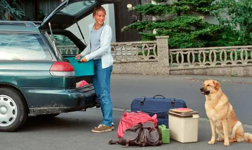 Basta pensioni bestiali In estate per i cani c'è la famiglia allargata