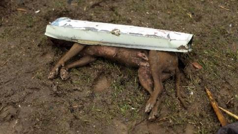 Strage di cani a Oristano. Allevatore ne uccide 15: era stanco delle proteste