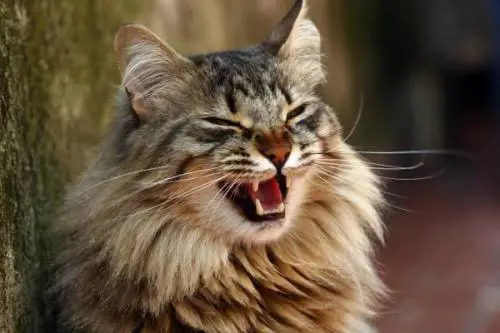 Non risarcibili le spese eccessive per curare i gatti