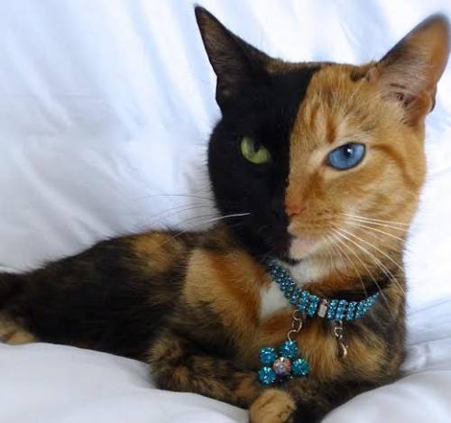 Venus, il gatto chimera che impazza sul web