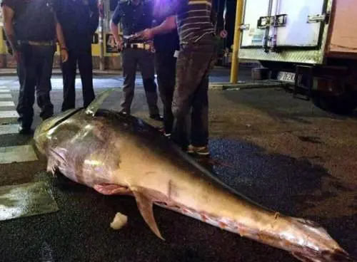 Due tonni da 100 kg in via Tiburtina a Roma