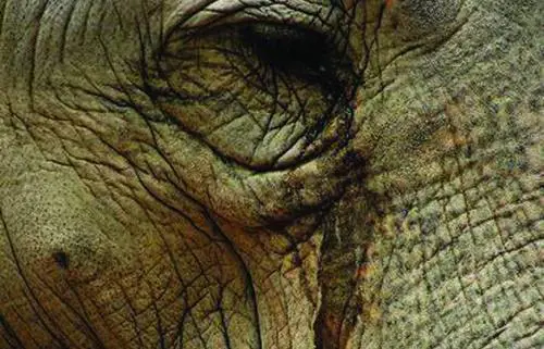 Libero dopo 50 anni. Il pianto dell'elefante commuove il mondo