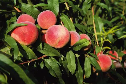 Siamo davvero alla frutta: estate senza le nostre pesche