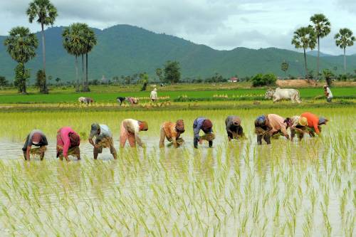 Il riso cambogiano a dazio zero mette in ginocchio il made in Italy