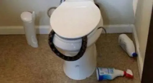 Va al bagno e trova un serpente nel wc