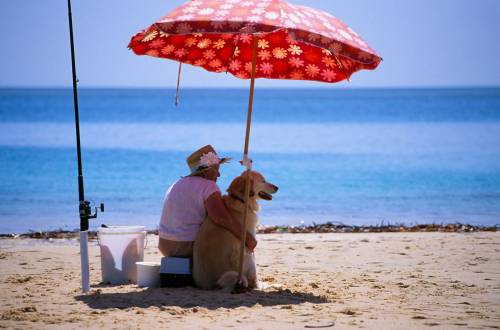Fiumicino, il Tar dice "no" al libero accesso dei cani in spiaggia